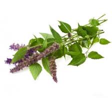 Pennyroyal mint (U)