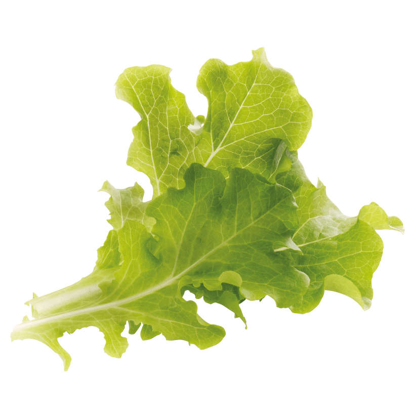 Oak leaf lettuce (U)