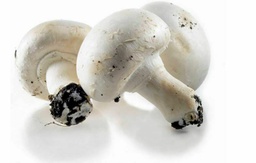 [LP-112] Champignon blanc (kg)