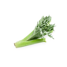 [LP-123] Cardoon (U)
