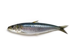 [LP-151] Sardines (kg)