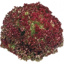 [LP-208] Laitue Lollo Rossa (U)