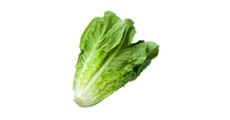 [LP-23] Salade romaine (U)