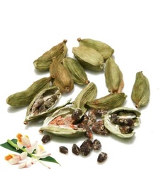 [LP-234] Graine de cardamome