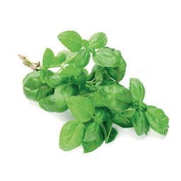 [LP-37] Basilic frais