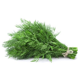 [LP-39] Fresh dill