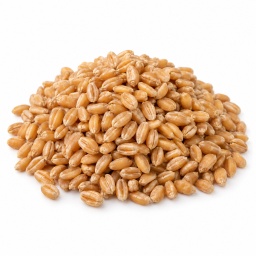 [LP-872] Grain de blé