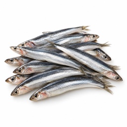 [LP-956] Anchois